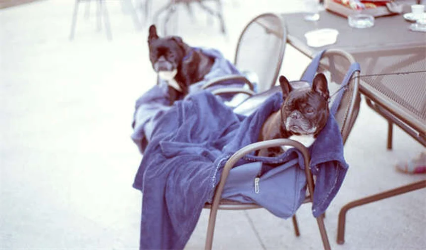 Pferdezucht für Anfänger: Wann Stuten decken lassen?