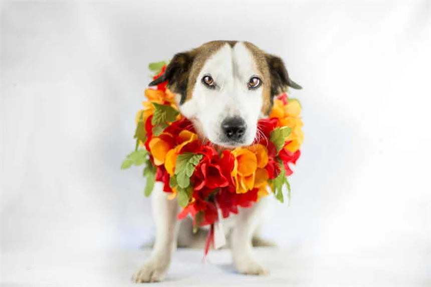 Dilatative Kardiomyopathie bei Hunden: Symptome & Behandlung